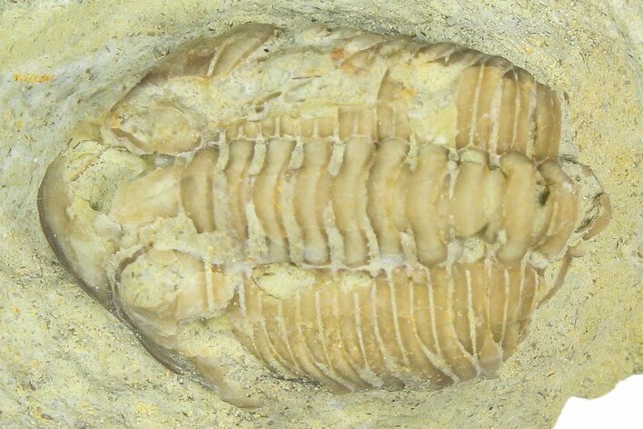Bargain, Partial Estoniops Exilis Trilobite - Russia #363262